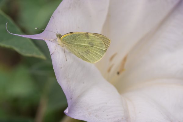 Falter auf dem Kalifornischen Stechapfel, Datura Wrightii im Botanischen Garten Dresden