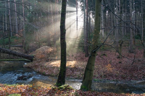 Lichteinfall an der Prießnitz, Waldlauf Dresdner Heide
