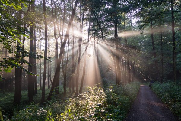 Lichtstimmung nach dem Regen, Dresdner Heide