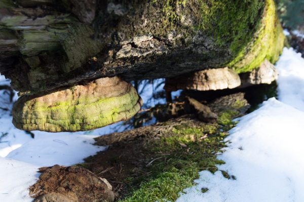 Baumstamm und Pilze am Wegesrand des Unterringel, Dresdner Heide