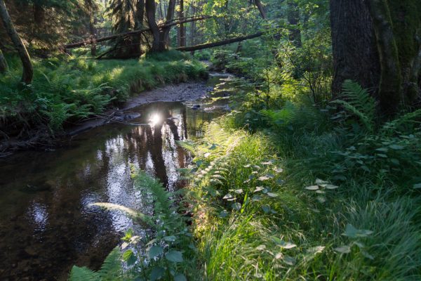 An der Prießnitz, Dresdner Heide