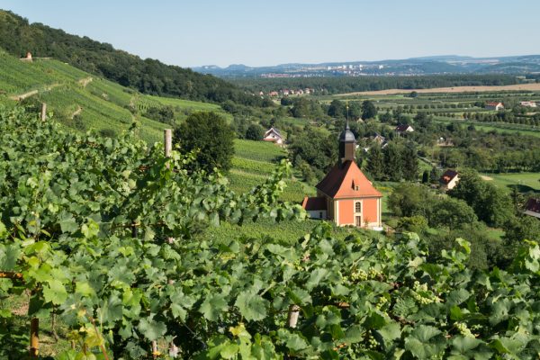 Weinstöcke und Weinbergkirche in Pillnitz
