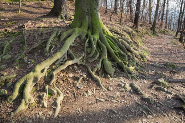 Baumwurzel in Pillnitz, Aufstieg zur Ruine