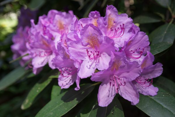 Rhododendron Blüten auf dem Hutberg in Kamenz