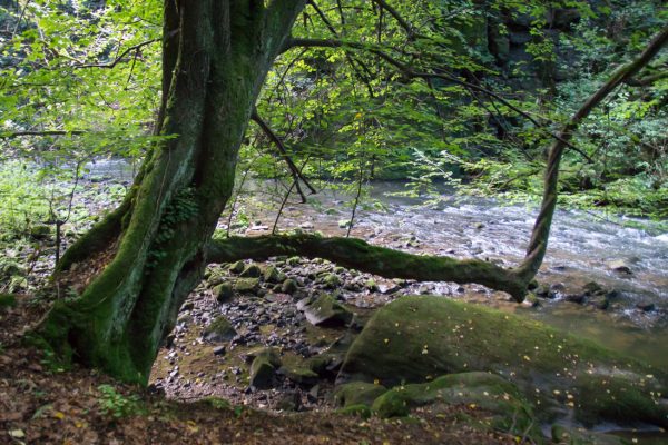 Baum am Flussufer der Wesenitz im Liebethaler Grund