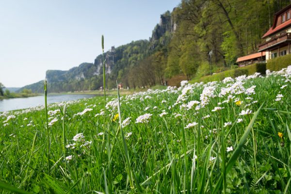 blühende Wiesen am Elberadweg bei Rathen