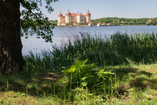 Blick vom Rundweg am Schlossteich auf das Schloss Moritzburg