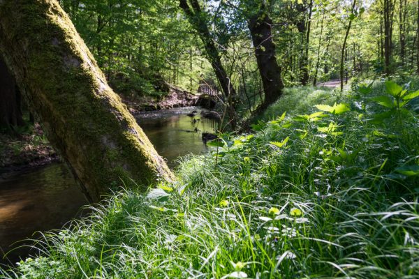 Am Ufer der Prießnitz, Küchenbrücke im Hintergrund
