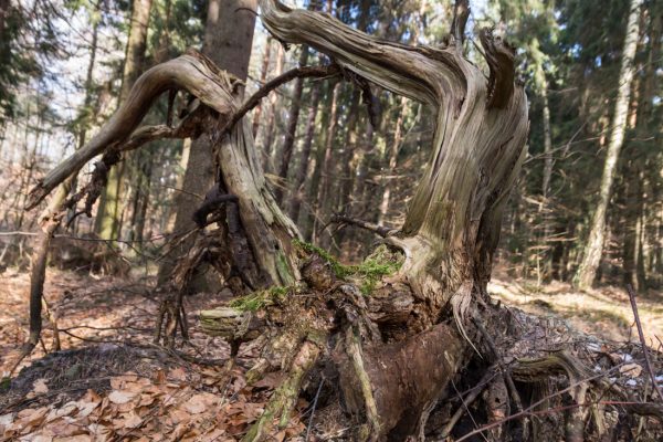 Altholz, Wurzel am Wegesrand der Kreuz Sechs, Dresdner Heide