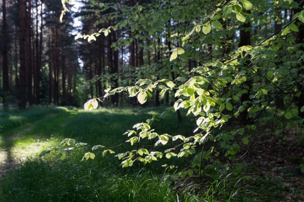 Blätter im Gegenlicht, Wanderweg Reichsapfel in der Dresdner Heide