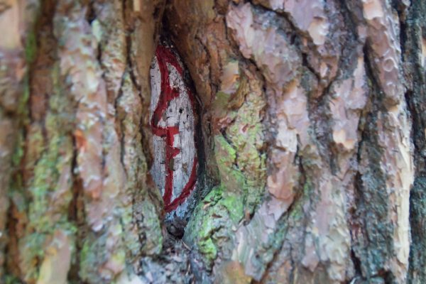 in Holz geschnittener Halbmond, historisches Wegzeichen in der Dresdner Heide