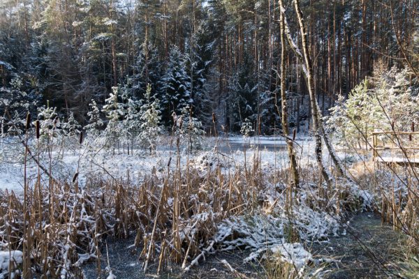 das Saugartenmoor nahe dem Dresdner Saugarten in der Dresdner Heide